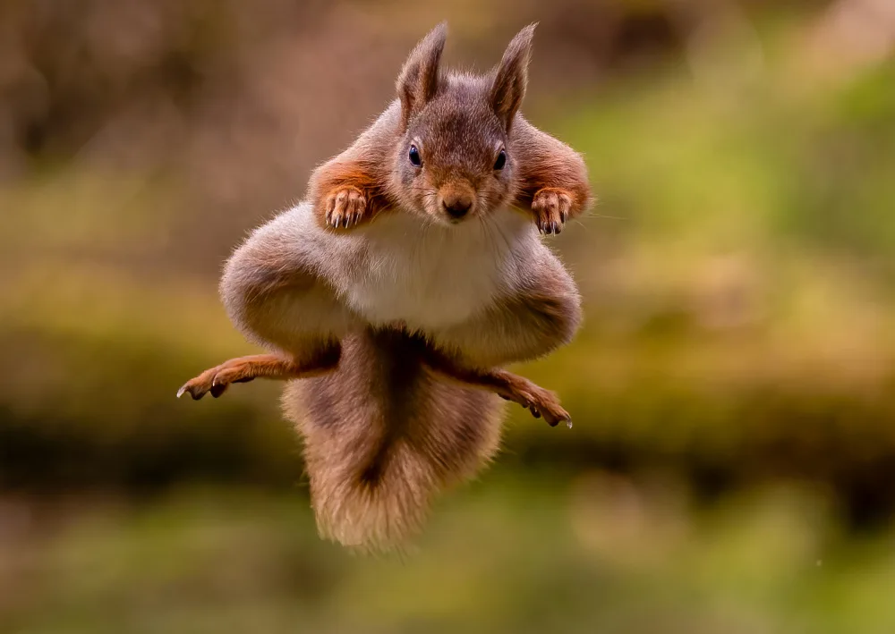 Bennion, David: Red Squirrel jumping