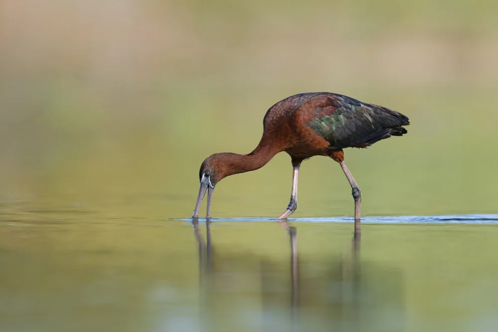 levi, nissim: Glossy Ibis