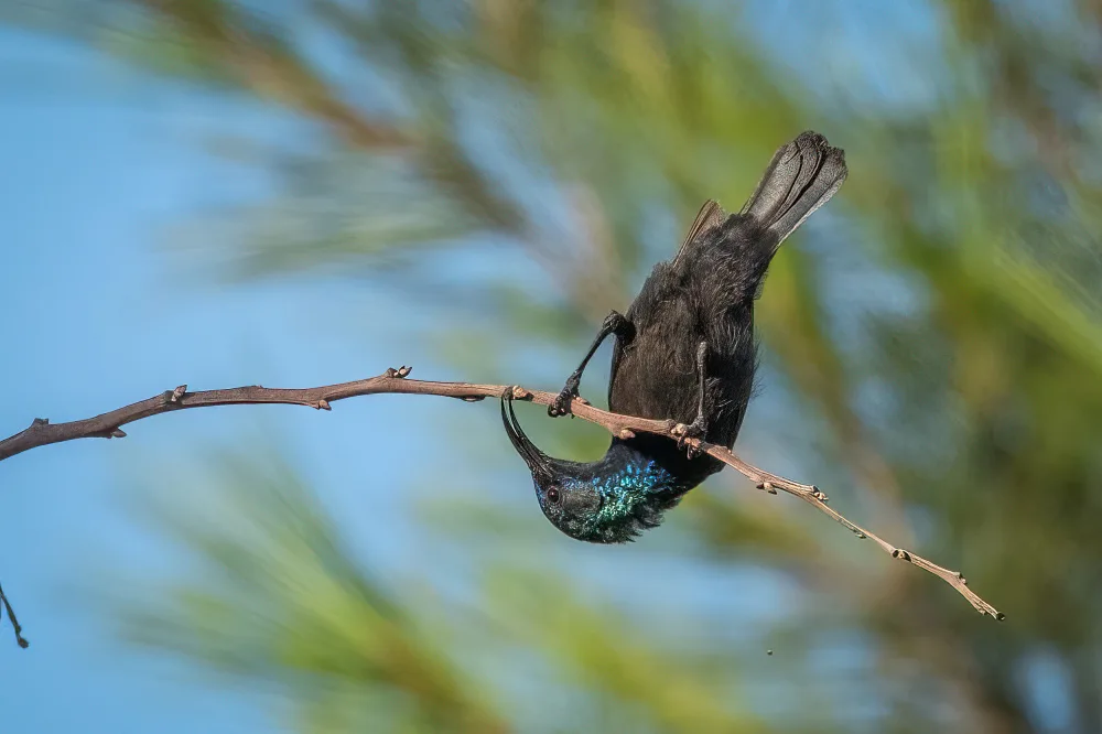 Margulies, Doron: Auf dem Kopf stehend