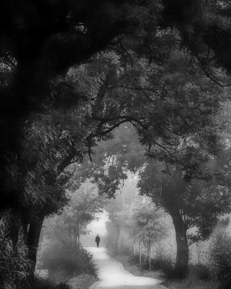 Wasinger, Renate: forest walk