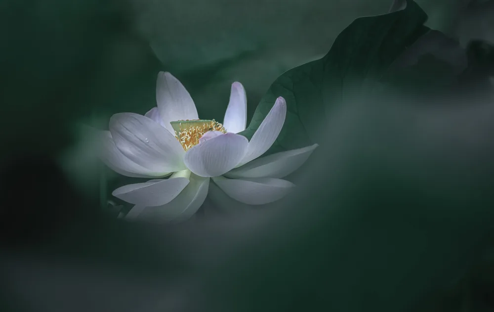 Sheng, Alice: Lotus 1