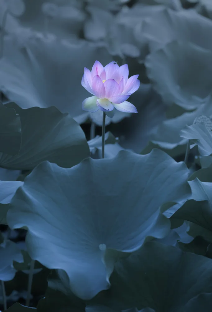 Tseng, Judy: 