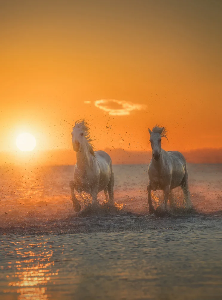 Joanaduenas: Galloping free A734264