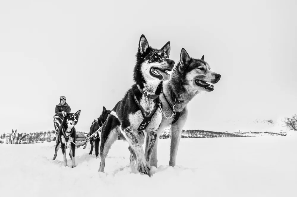 Ben-Aroya, Zahi Dr.: Husky sledge