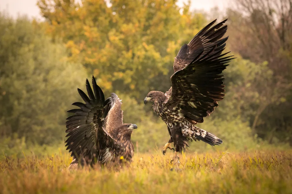 Ben-Aroya, Zahi Dr.: Eagle fight