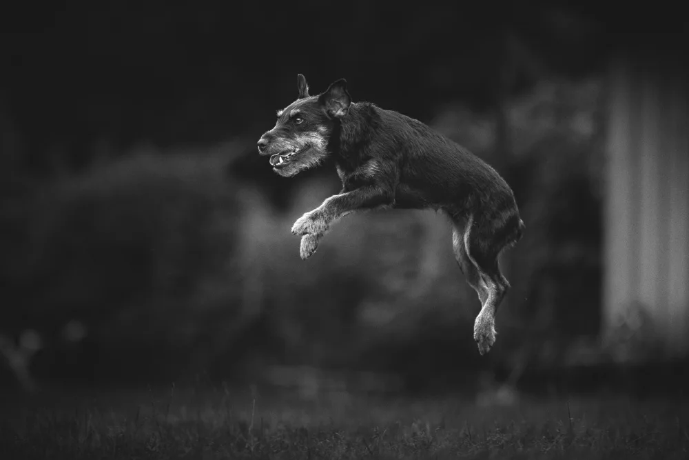 Gerec, Pali: ... flying dog ...