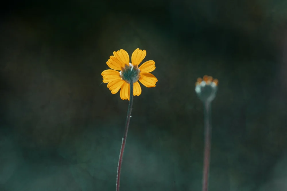 Cui, yang Xiang: Flower