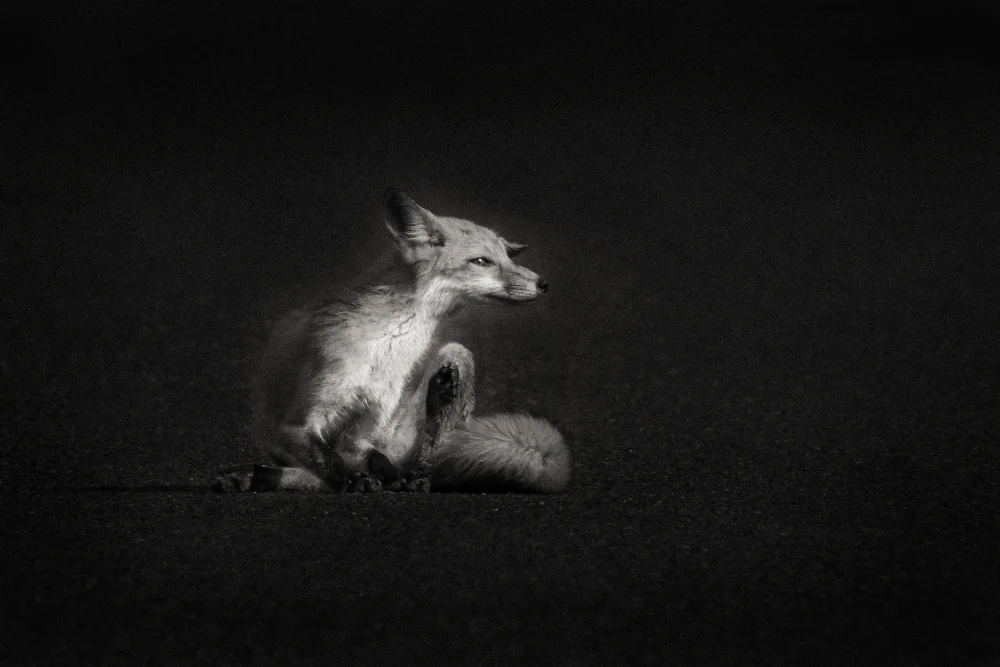 Zhang, Xiaohong: Portrait of a Fox