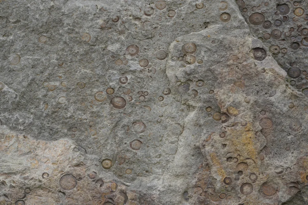 Paksoylu, Bilge: Tex Surface S26