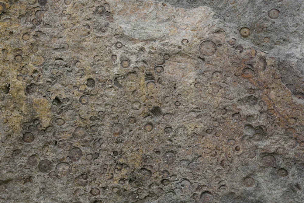 Paksoylu, Bilge: Tex Surface S27