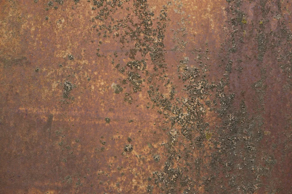 Paksoylu, Bilge: Rost 31