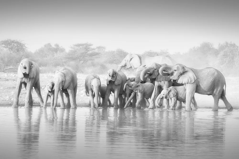 Wei, Willa: Elephants