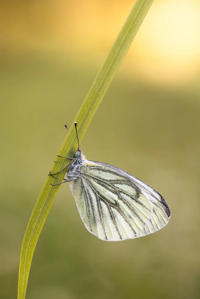 Renmyr, Magnus: Green-Veined White