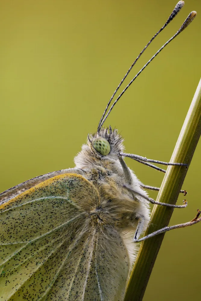 Renmyr, Magnus: Close-up of a cabbage white