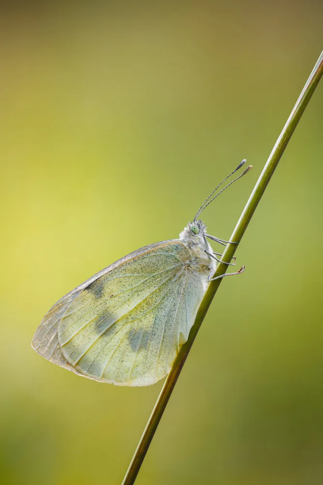 Renmyr, Magnus: Cabbage white on a straw