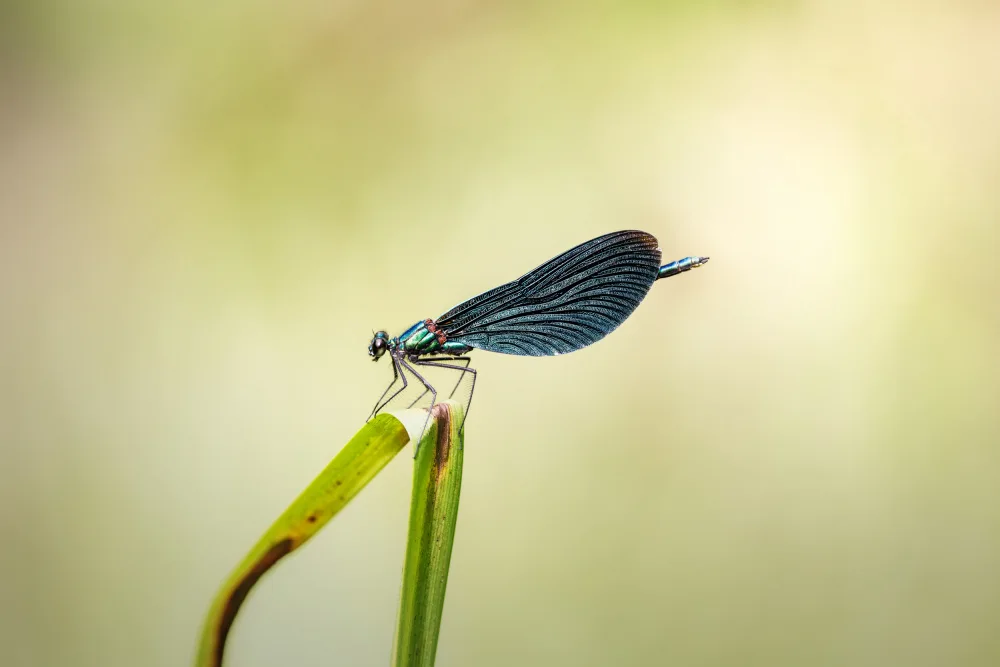 Renmyr, Magnus: Beautiful demoiselle