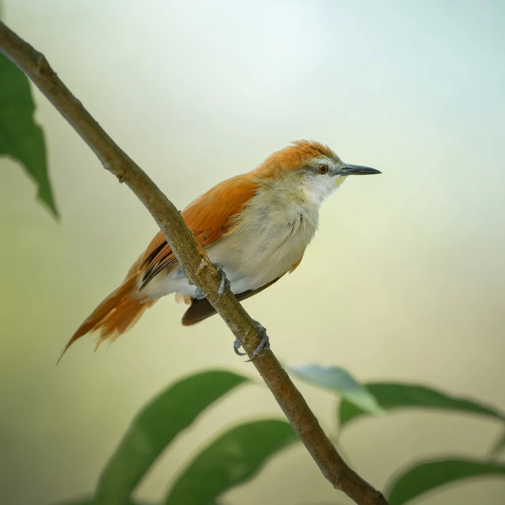PEREZ, Lisandro: Yellow-chinned Spinetail
