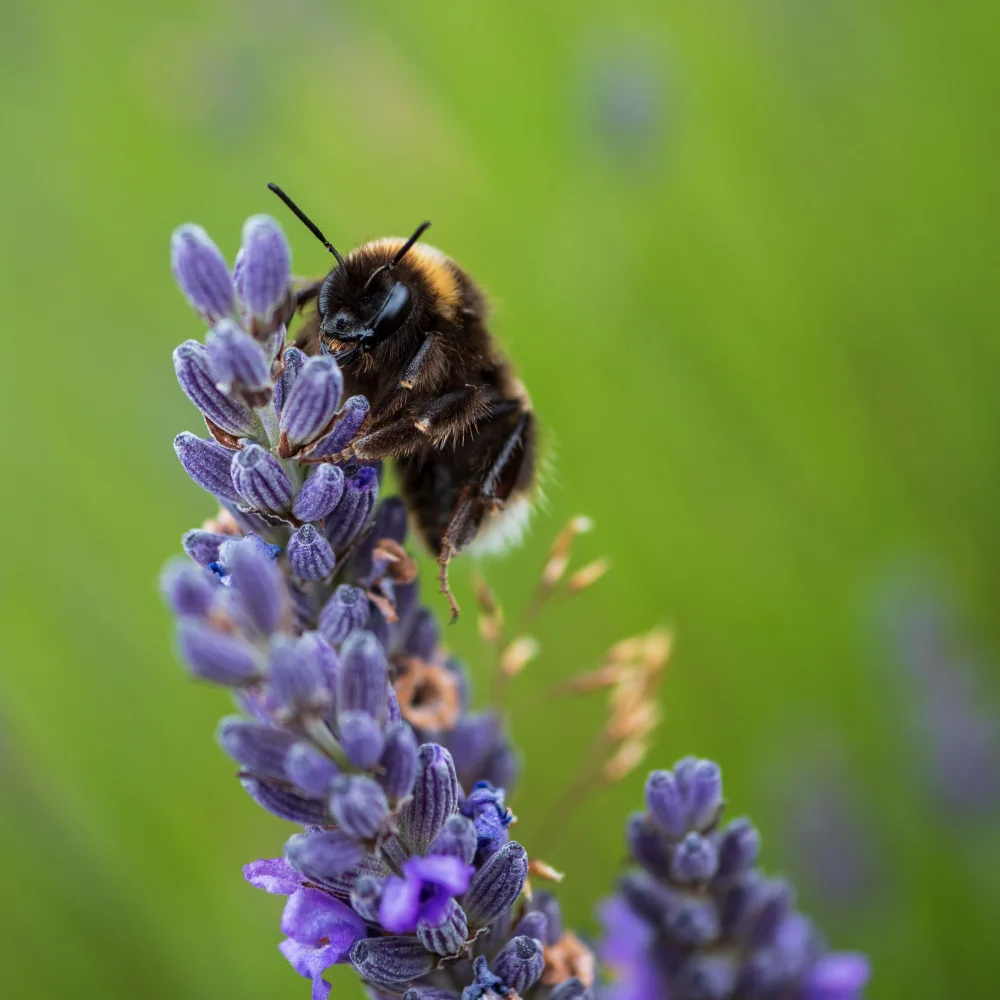 Henshaw, Elaine: Bumblebee on Lavender