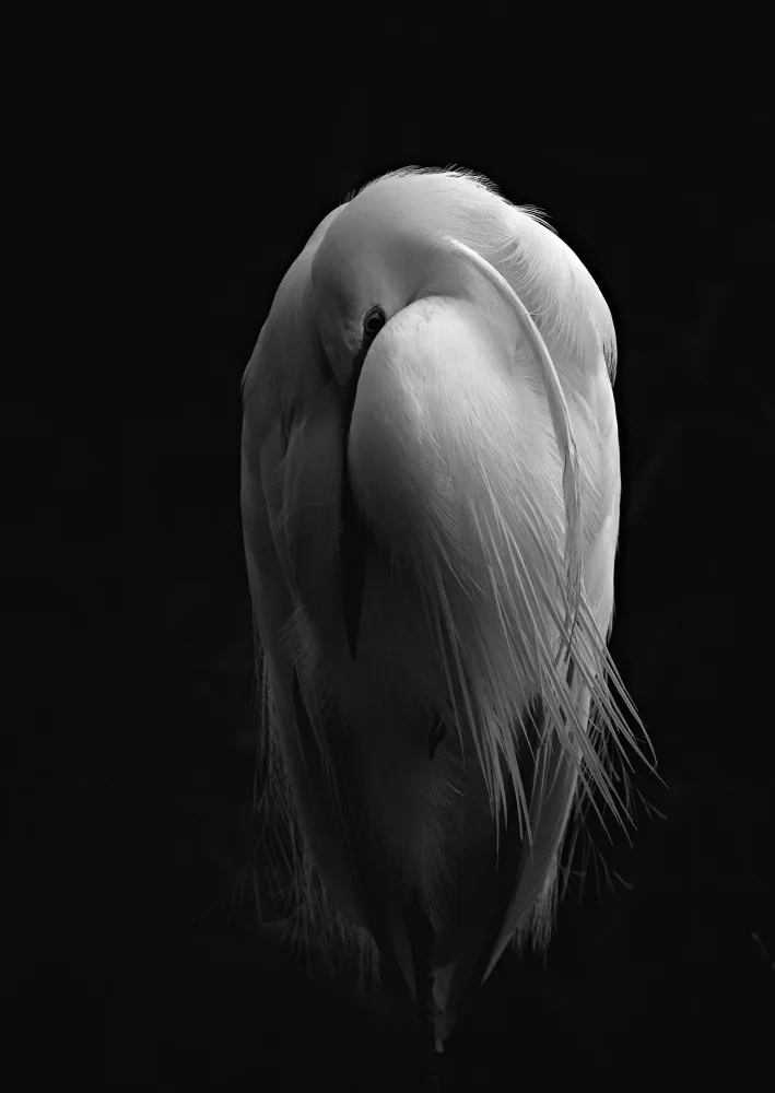 Williams, Stuart: Resting Egret