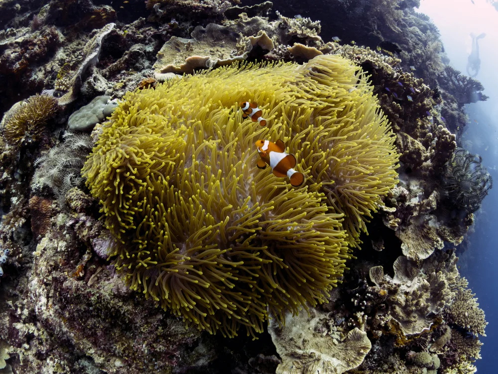 Tov, Ben Ilan: Anemone and Anemone Fish