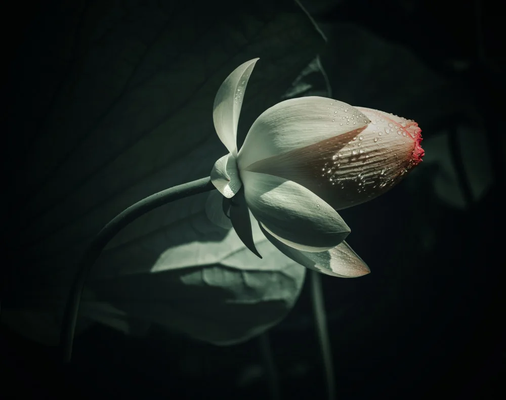 Zhao, Yan: Lotus 6