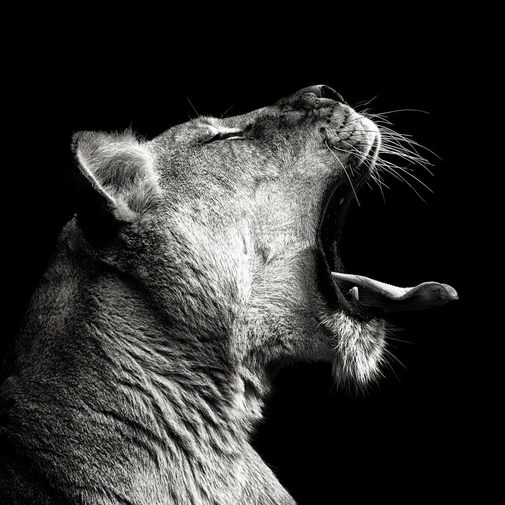 Meermann, Christian: Primal Yawn