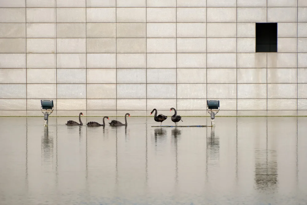 Impressionist, New: black swan