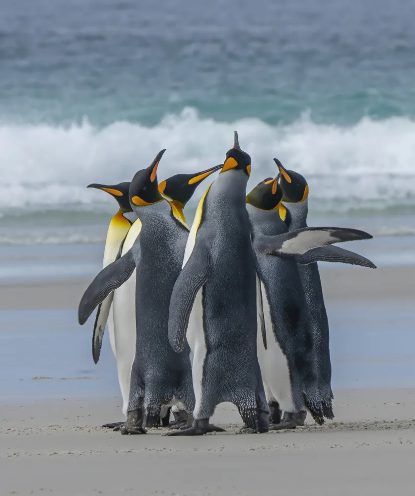 Qin, Feng: Penguins‘ Group Dancing