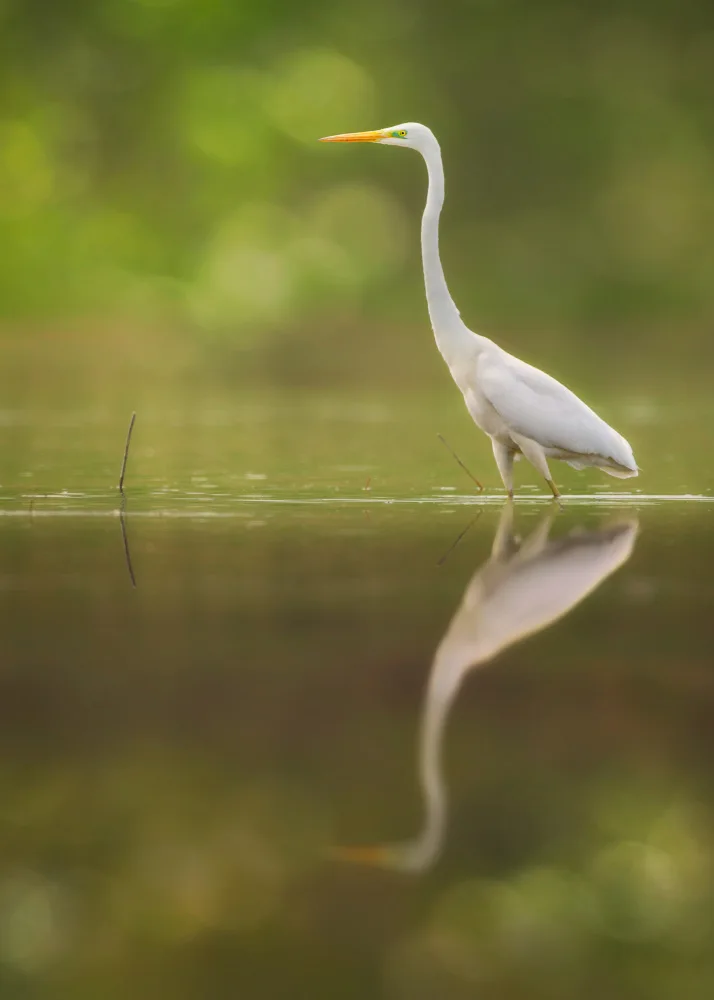 Pezeshki, Sina: Grande Aigrette