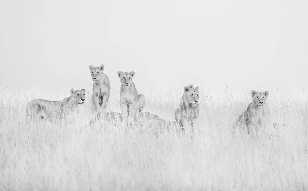 LI, MIN: leones