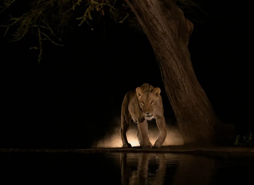 LI, MIN: león de noche