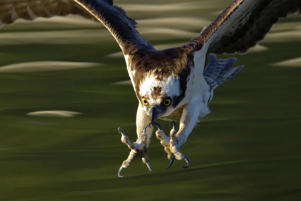 Lam, Gavin: Osprey v akci...