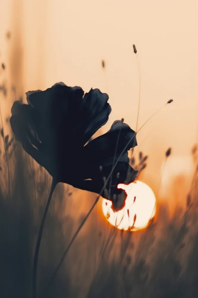 Treechild: Vor Sonnenuntergang Nr. 2