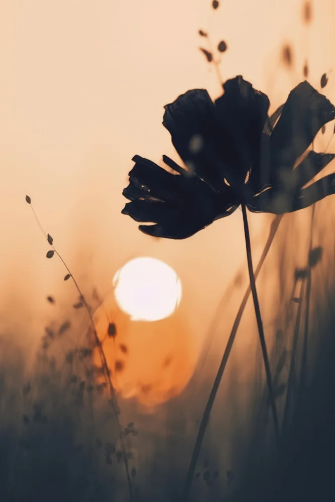 Treechild: Vor Sonnenuntergang Nr. 1