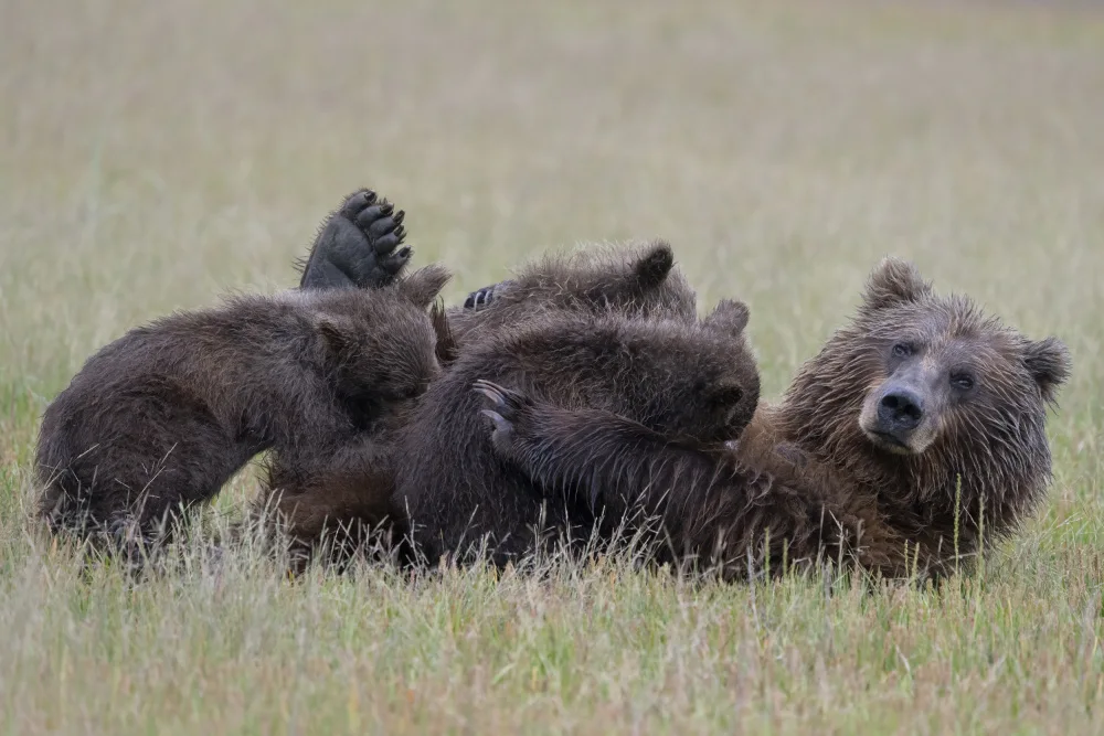 Lester, D Linda: Mamma orsa che allatta con tre gemelli
