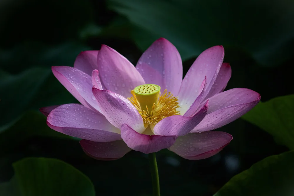 Zhao, Yan: Lotus 2