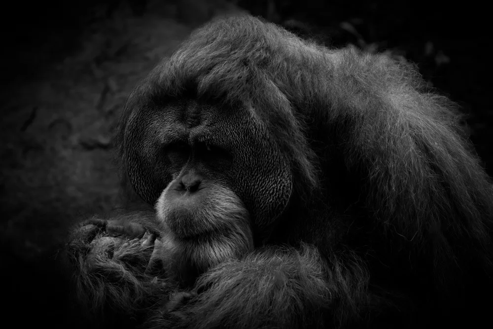 WONG, LIANG TWEE: I am Orangutan