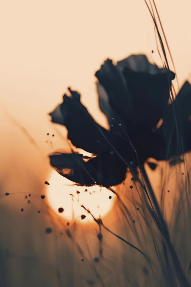 Treechild: Vor Sonnenuntergang Nr. 4