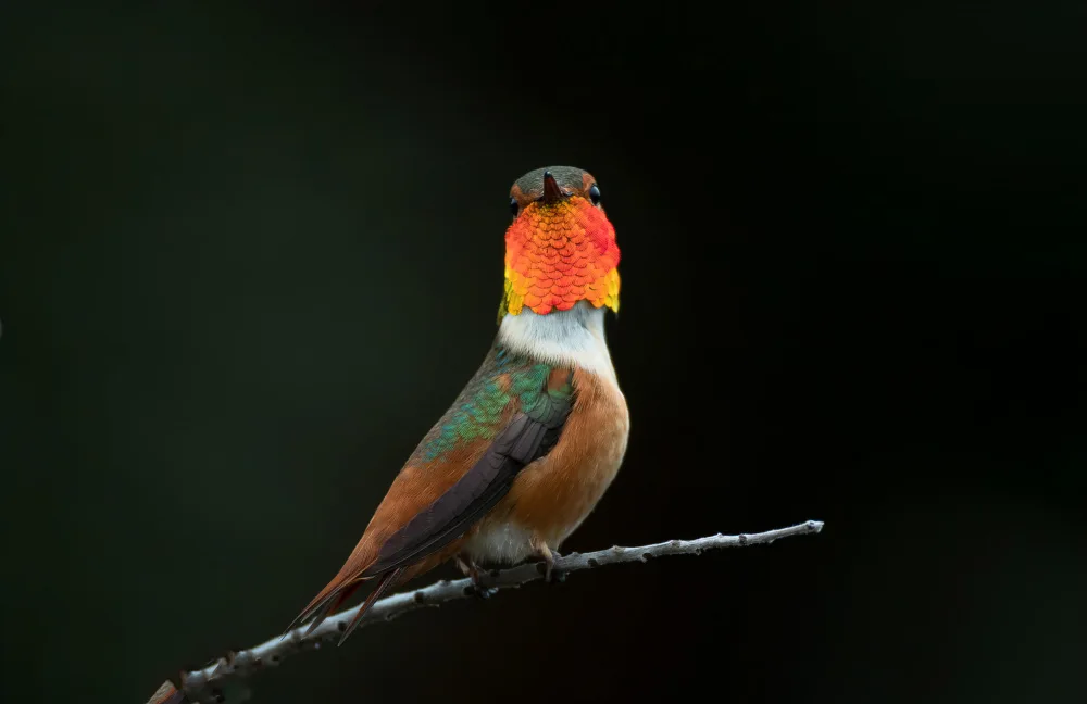 Huang, Johnson: Hummingbird