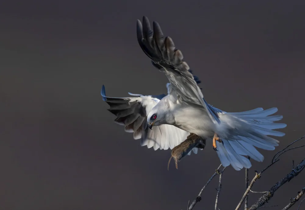 Huang, Johnson: White tailed kite