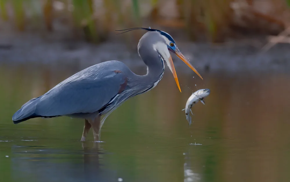 Huang, Johnson: Great egret