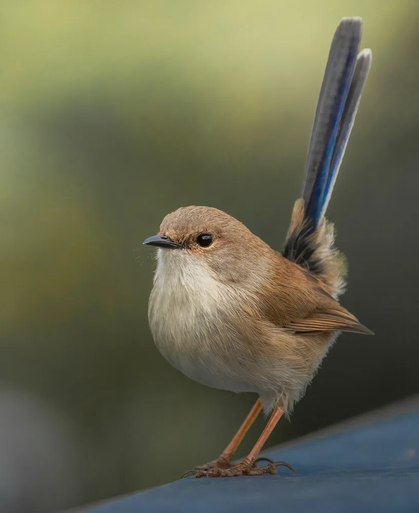 ahmadabdelhameed: Vynikající FairyWren