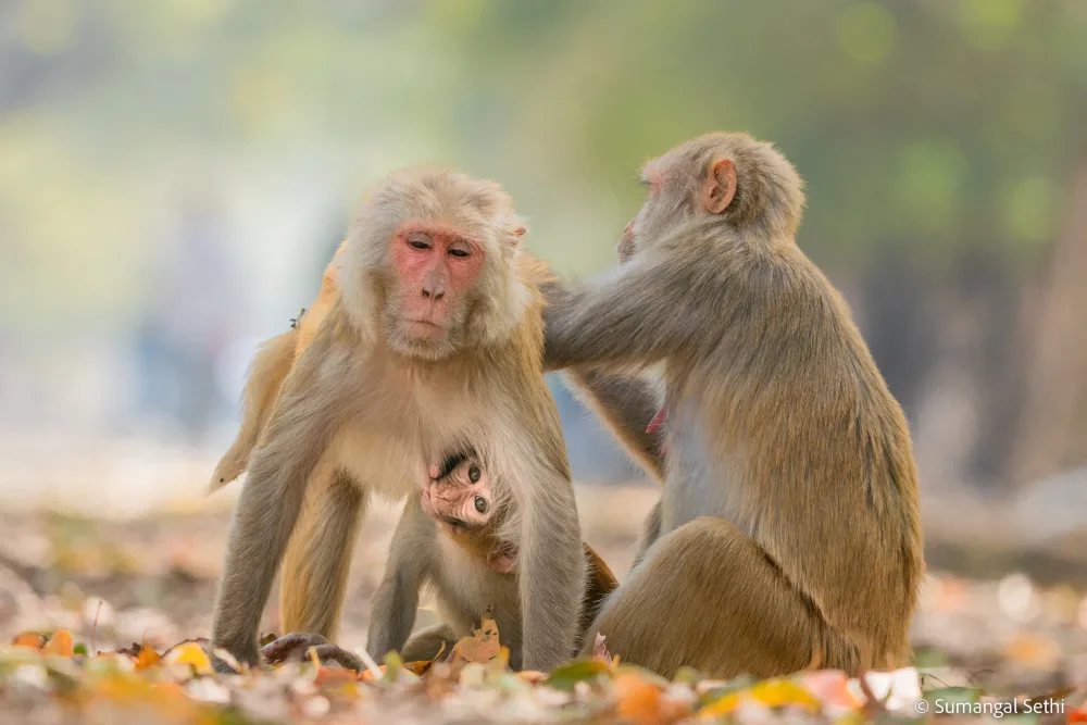 Sethi, Sumangal: The Monkey Family