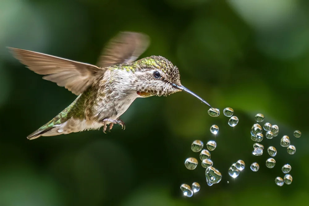 Lipinghu: hummingbird play beads