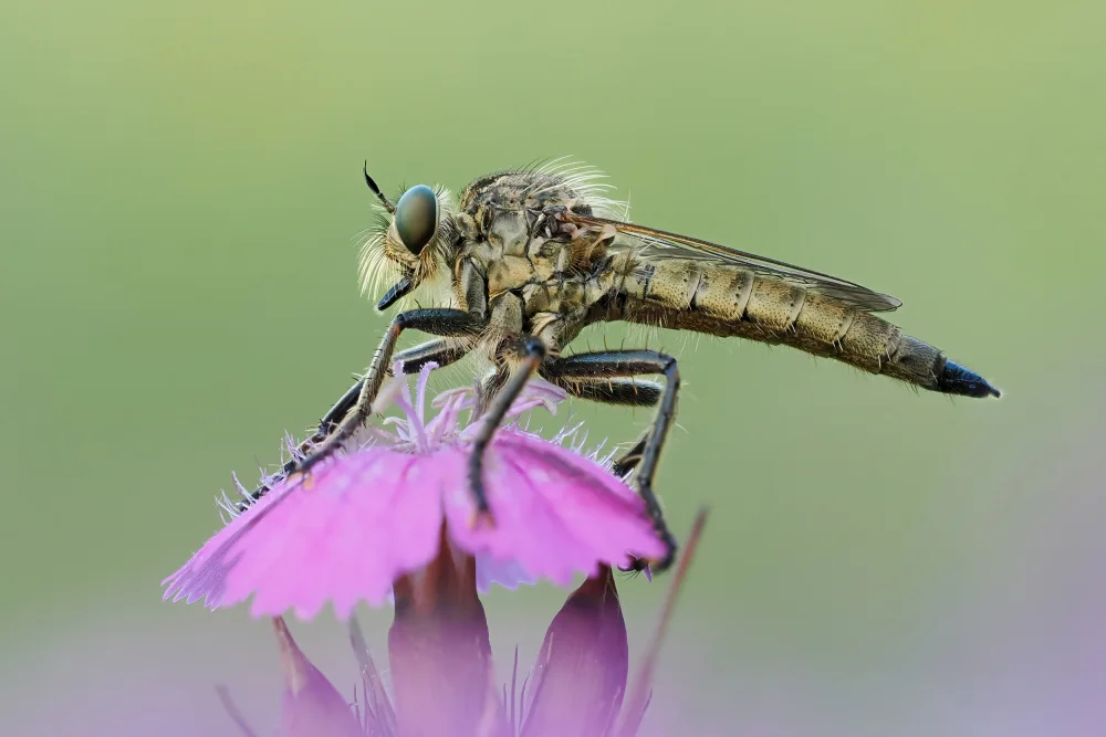 Kralik, Rostislav: Robber fly