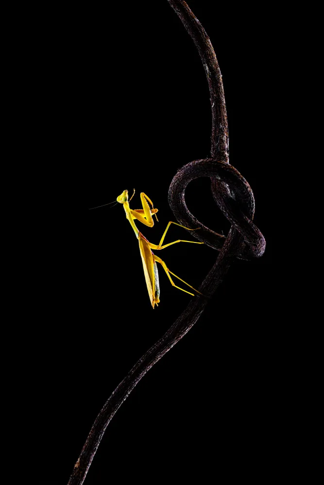 Halil, Andi: La mantis amarilla