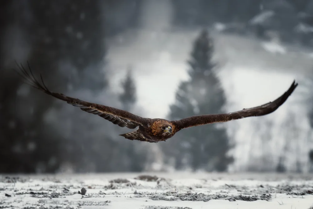 Firešová, Michaela: Eagle in winter time