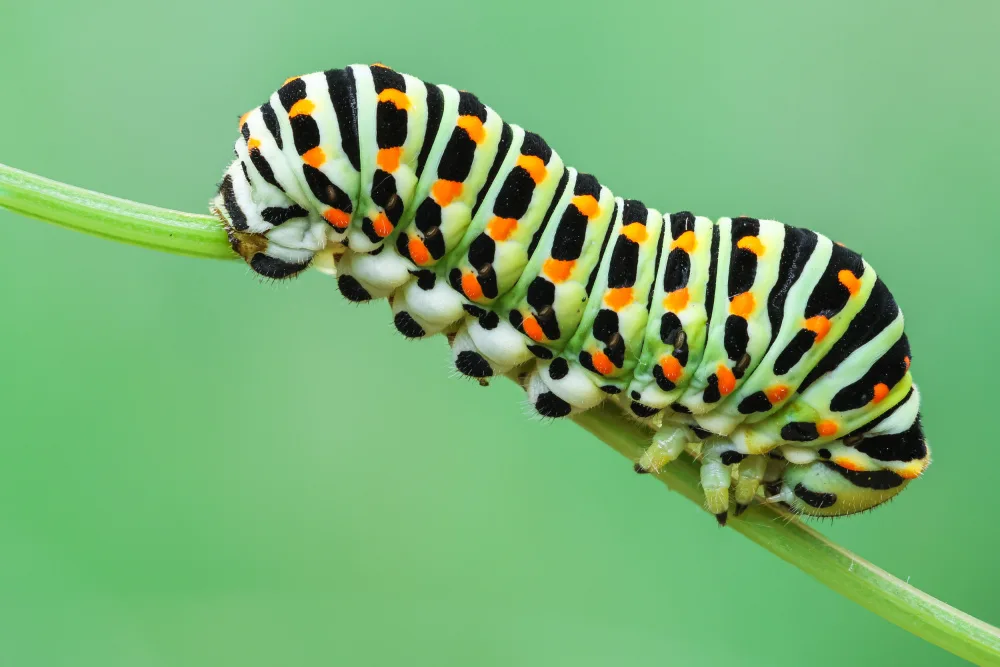 Tudose, Adrian: Caterpillar
