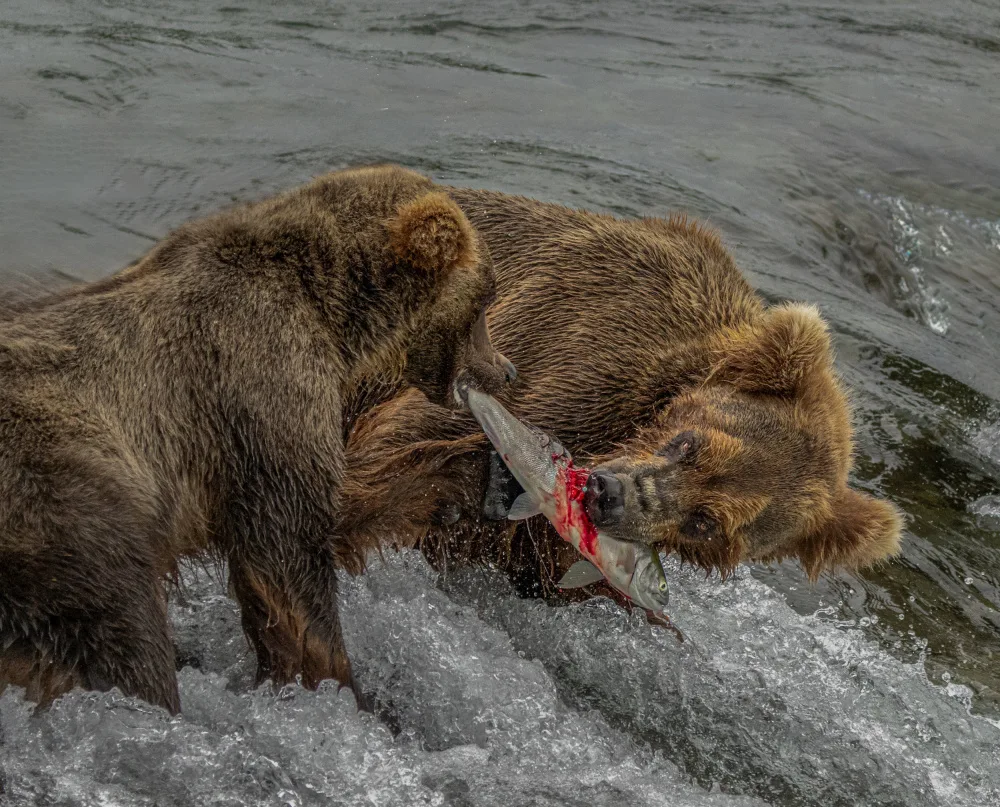 Su, Yuan: Arracher du poisson