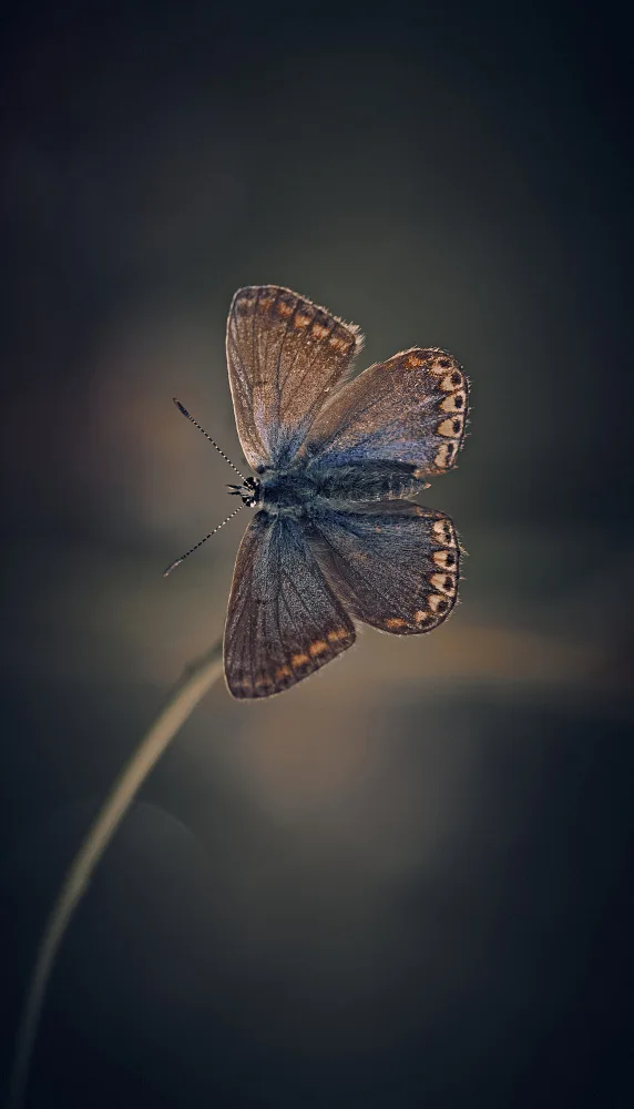 Williams, Stuart: Female Common Blue